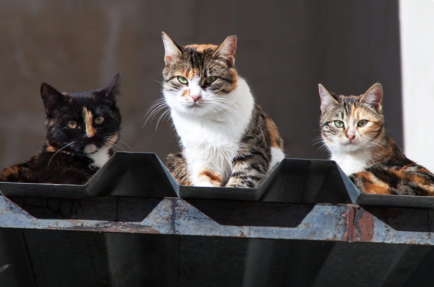 cats on a roof